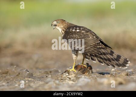 Unreifer Cooper's Hawk (Accipiter cooperii) sitzt auf einer Beute in Chambers County, Texas, USA. Von hinten gesehen, laut rufen. Stockfoto