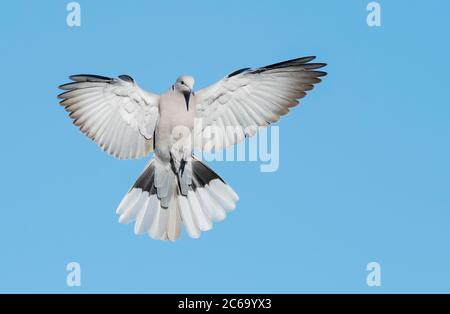 Erwachsene eurasische Halstaube (Streptopelia decaocto), die über Santa Barbara County, California, USA fliegt. Stockfoto