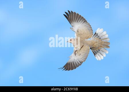 Erwachsene eurasische Halstaube (Streptopelia decaocto), die über Santa Barbara County, California, USA fliegt. Stockfoto