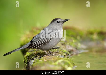 Ausgewachsener Graukatzenvogel (Dumetella carolinensis) während der Frühjahrswanderung in Galveston County, Texas, USA. Stockfoto