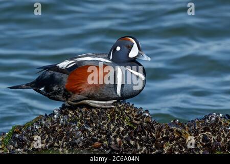 Erwachsene männliche Harlequin-Ente (Histrionicus histrionicus), die während des Ohrs am felsigen Ufer entlang der Atlantikküste im Ocean County, New Jersey, USA, ruht Stockfoto