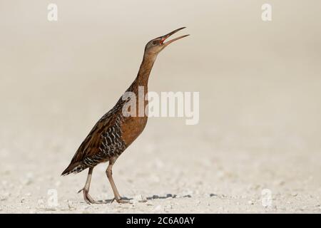 Erwachsene King Rail (Rallye elegans), die direkt im Freien in Chambers County, Texas, USA, laufen. Laut telefonieren. Stockfoto