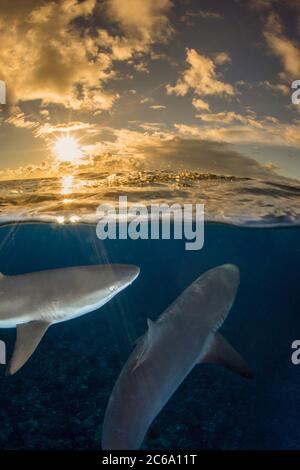 Ein geteiltes Bild von grauen Riffhaien, Carcharhinus amblyrhynchos, an der Oberfläche bei Dämmerung vor der Insel Yap, Mikronesien. Stockfoto