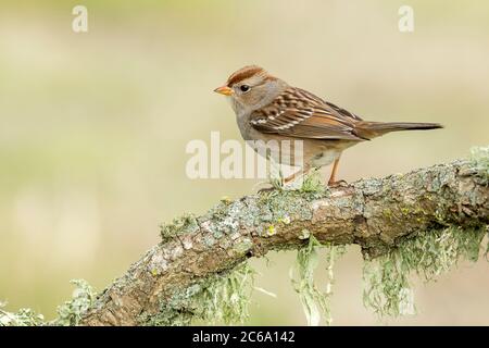 Unreifer Weißkrautspatzen (Zonotrichia leucophrys) in Santa Barbara County, Kalifornien, USA. Stockfoto