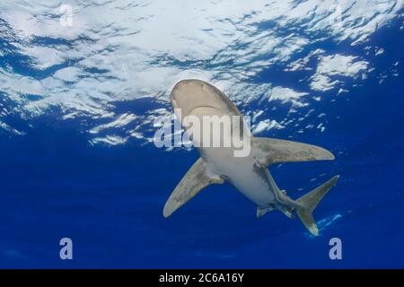 Weiblicher ozeanischer Weißspitzenhai, Carcharhinus longimanus, mehrere Meilen vor der Big Island im offenen Ozean, Hawaii. Stockfoto