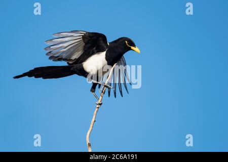 Erwachsene Gelbschnabelelster (Pica nutalli) in Santa Barbara Co., Kalifornien, USA. Balancing auf einem Zweig. Stockfoto