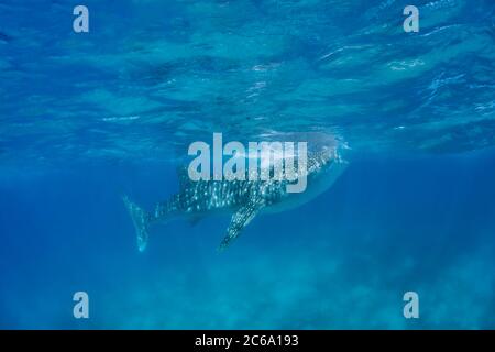 Ein Walhai, Rhiniodon Typus, mit seinen Mund offen, Filter Fütterung an der Oberfläche, Philippinen. Dies ist die weltgrößte Fischarten. Stockfoto