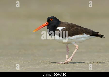 Amerikanischer Austernfischer (Haematopus palliatus), der im Frühling über einen Sandstrand in Galveston County, Texas, USA, spazierengeht. Stockfoto