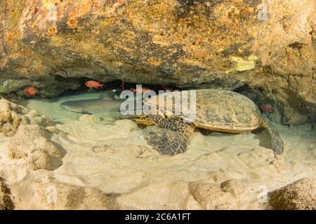 Ein Weißspitzenriffhai, Triaenodon obesus, und eine große männliche grüne Meeresschildkröte, Chelonia mydas, teilen sich eine Unterwasserhöhe vor Maui, Hawaii. Stockfoto