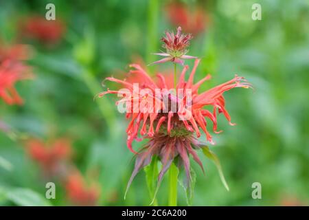 Monarda Didyma 'Squaw'. Bergamotte Blumen. Stockfoto