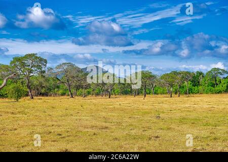 Grasland und Wald, Nationalpark Minniiya, Sri Lanka, Asien Stockfoto