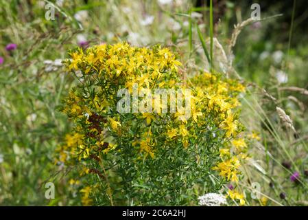 Hypericum perforatum. Johanniskraut in einer Wildblumenwiese perforieren. Stockfoto