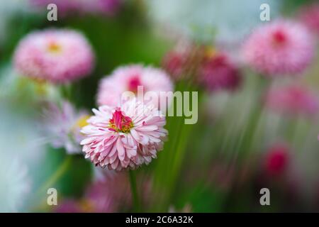 Nahaufnahme auf rosa Gänseblümchen Blume wächst auf Gras mit unfokussierte andere Blumen im Hintergrund mit Kopieplatz Stockfoto