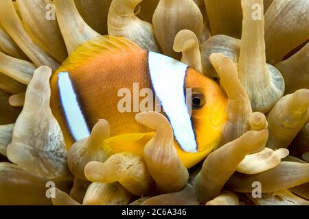 Rotes Meer Clownfisch, zwei gebänderte Anemonefische, Amphiprion bicintus, Rotes Meer, Ägypten Stockfoto