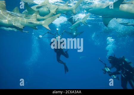 Fotografen (MR) schießen Zitronenhaie, Negaprion brevirostris, Unterwasser, West End, Grand Bahamas, Atlantik. Stockfoto