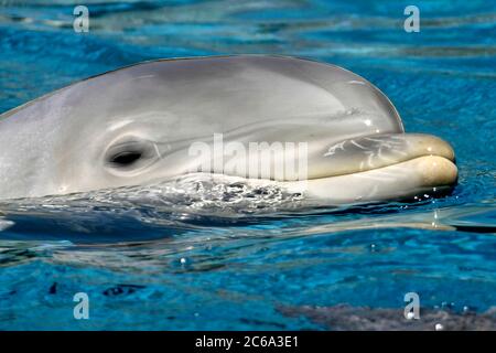 Gewöhnlicher Dolphin, Atlantischer Dolphin, Tursiops trunkatus Stockfoto