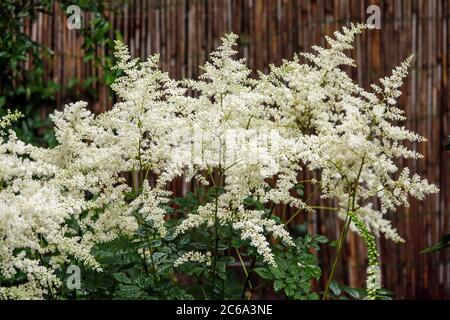 White Astilbe „Gladstone“ Stockfoto