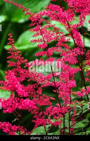 Red Astilbe „Ätna“ Stockfoto