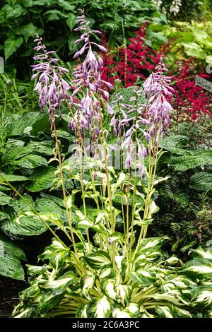 Hosta undulata Mediovariegata Rote Astilbe Hosta blüht Stockfoto