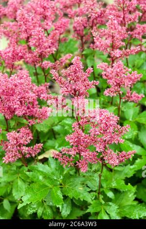 Pink Astilbe „Astary Rosa“ Stockfoto