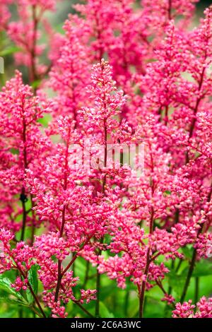 Pink Astilbe „Astary Rosa“ Stockfoto