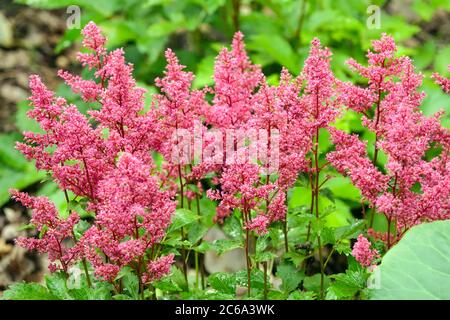 Pink Astilbe „Astary Rosa“ Gartenblumen Stockfoto