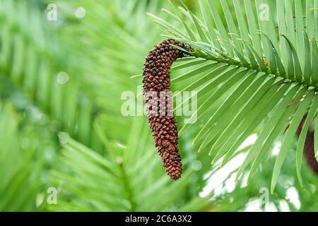 Wollemia nobilis Wollemi Kiefernzapfen männlich Stockfoto