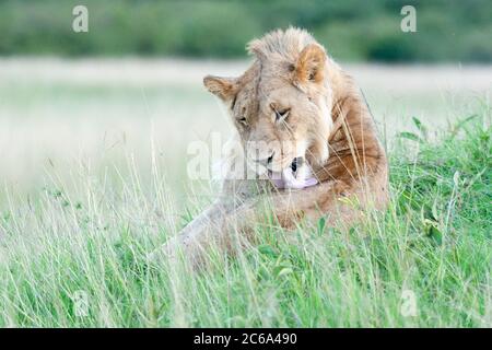 Löwe (Panthera leo) Männchen leckt sich Stockfoto