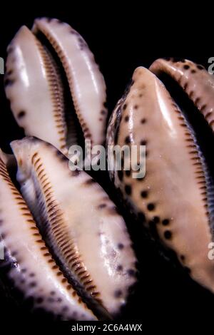 Schneckenschalen in verschiedenen Formen und Größen und verschiedenen Farben mit schwarzem Hintergrund. Stockfoto