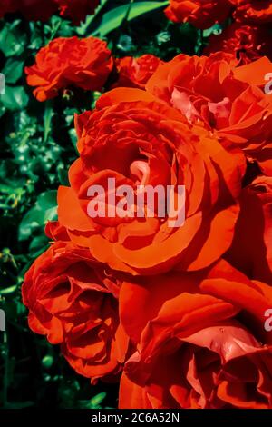 Schöne rote Korallen-Rosen mit Regentropfen auf den Blütenblättern auf einem verschwommenen Hintergrund aus grünen Blättern Stockfoto