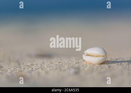 Meeresmuschel am Strand über Meeresgrund. Friedliche Strandlandschaft in der Nähe Stockfoto