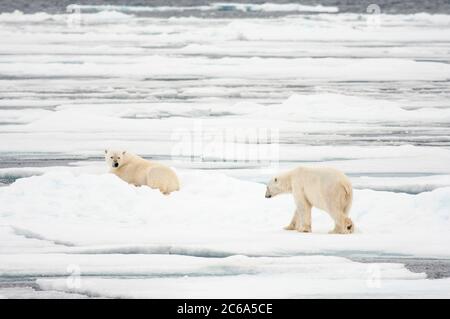 Eisbären (Ursus maritimus) beim Wandern und Liegen im Schnee. Stockfoto