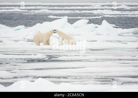 Zwei Eisbären (Ursus maritimus) kämpfen auf dem Meereis. Stockfoto