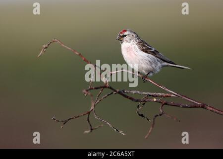 Adulter Arktischer Rotpoll (Acanthis hornemanni exilipes) auf kleinen Zweigen. Stockfoto
