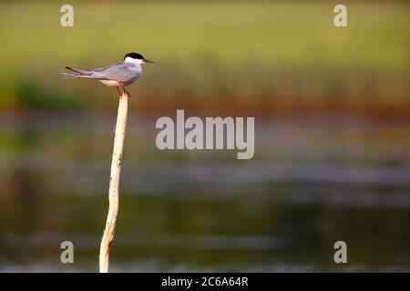 Erwachsene Sibirische Gemeine Terna (Sterna hirundo longipennis) auf Holzmast in See bei Jakutsk in Russland thront. Stockfoto