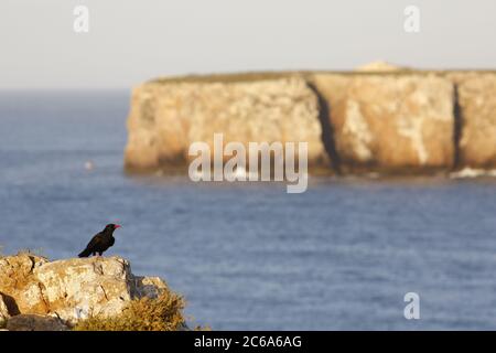 Adulter Rotschnabelchugh (Pyrrhocorax pyrrhocorax erythroramphos) entlang der Atlantikküste Portugals. Stockfoto