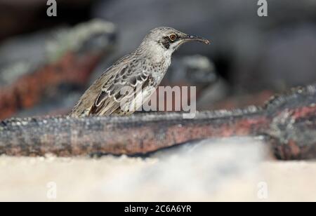 Hood Mockingbird (Mimus macdonaldi) auch bekannt als Espanola Mockingbird, auf den Galapagos Inseln, Ecuador. Am Strand auf Nahrungssuche. Stockfoto