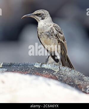 Hood Mockingbird (Mimus macdonaldi) auch bekannt als Espanola Mockingbird, auf den Galapagos Inseln, Ecuador. Am Strand auf Nahrungssuche. Stockfoto