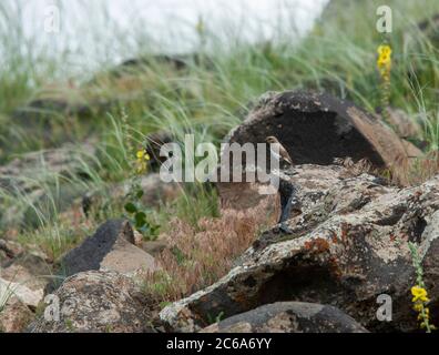 Finschsche Weizenschwanzhündin (Oenanthe finschii) auf einem Felsen in Bergen für die Türkei stehend. Stockfoto