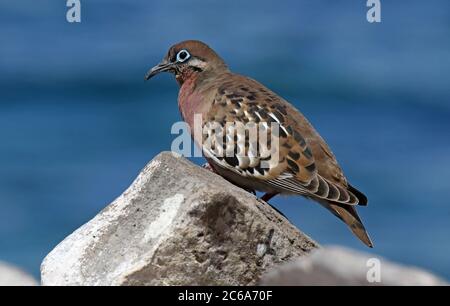 Galapagos Dove (Zenaida galapagoensis) auf einem Felsen auf den Galapagos Inseln, Ecuador. Stockfoto