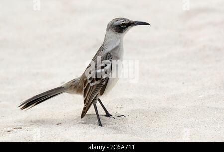 Galapagos-Mockingbird (Mimus parvulus) auf den Galapagos-Inseln, Ecuador. Am Strand stehen. Stockfoto