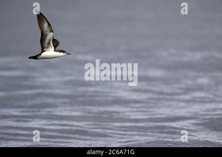 Galapagos-Scherwasser (Puffinus subalaris) im Flug auf den Galapagos-Inseln, Ecuador. Fliegen über die Meeresoberfläche. Stockfoto