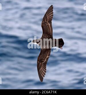 Galapagos-Scherwasser (Puffinus subalaris) im Flug auf den Galapagos-Inseln, Ecuador. Zeigt die oberen Teile. Stockfoto