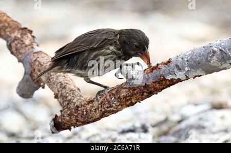 Genovesa Cactus Finch (Geospiza propinqua) auf den Galapagos Inseln, Ecuador. Probbing auf einer Filiale, auf der Suche nach Nahrung. Stockfoto