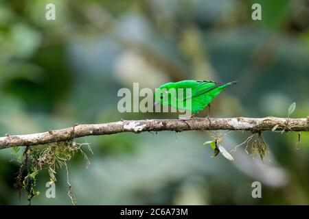 Glitzerndes Tanager (Chlorochrysa phoenicotis) auf einem Zweig in Ecuador. Stockfoto