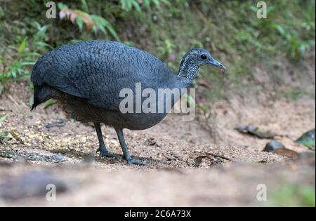 Grauer Tinamou (Tinamus tao kleei) steht auf einem Waldweg im ecuadorianischen Dschungel. Stockfoto