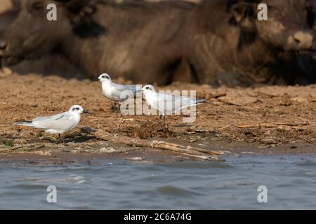 Drei Möwenschnabelternen (Gelochelidon nilotica) im zweiten Jahr, die auf dem afrikanischen Kontinent in Uganda übersommern. Wilde afrikanische Büffel ruhen im Backgr Stockfoto