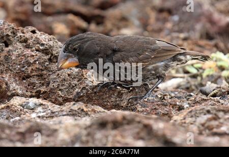 Genovesa Cactus Finch (Geospiza propinqua) auf den Galapagos Inseln, Ecuador. Auf dem Boden. Stockfoto