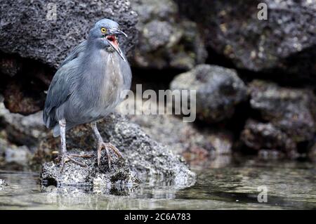 Lavareiher (Butorides sundevalli), auch bekannt als Galápagos-Reiher, auf den Galapagos-Inseln, Ecuador. Angeln am Ufer. Stockfoto