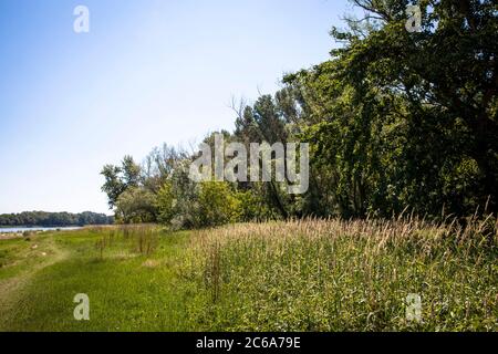 Rheinwiesen und Auenwald in Rodenkirchen-Weiss, Köln, Deutschland. Rheinaue und Auenwald im Weissen Rheinbogen in Rodenkirchen-Weiss, Stockfoto